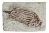 Fossil Crinoid (Macrocrinus) - Crawfordsville, Indiana #215814-1